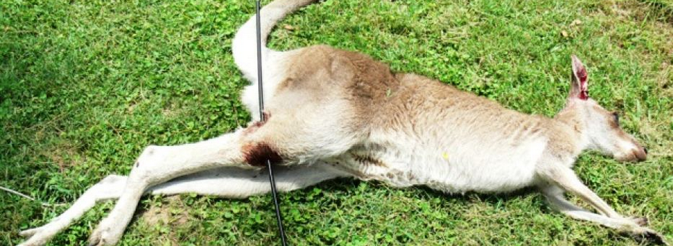 (Góc nhìn ngân hàng lớn) Nếu FED tăng lãi suất sáng mai thì đập đồng tiền nào sướng nhất?