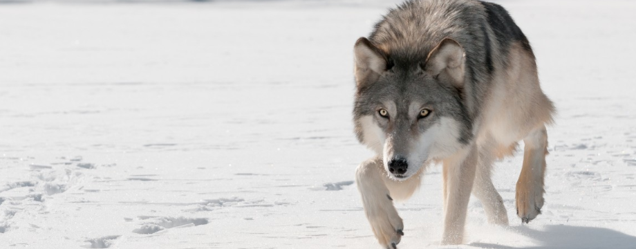 Đọc vị swing points và phát hiện những Killer traders - P2: cách giao dịch với Lone wolf