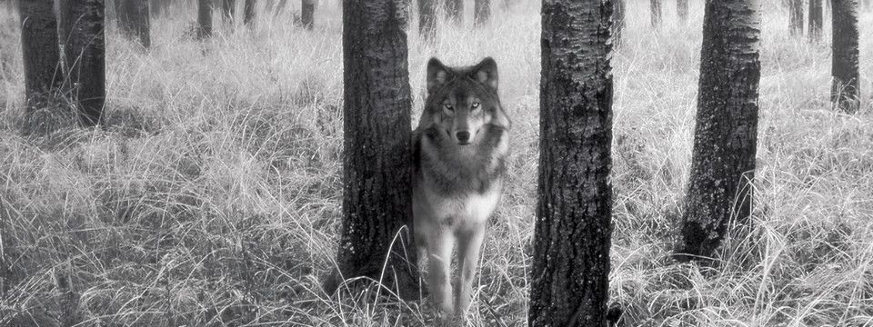 Truyện ngắn ''Phòng xông hơi của Bầy Sói'' – Chap 3: Tập đi săn